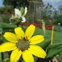 Picasa 2.7